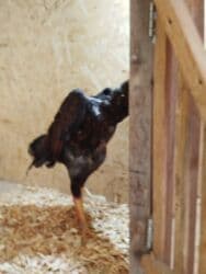 дог порода: Дакан жожо короз сатылат алмашу жолдору бар адрес Заря Тынчтык конушу — 2