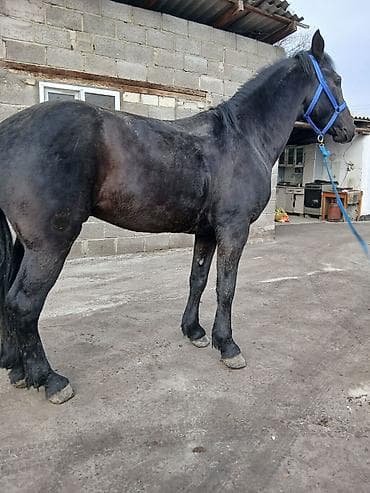 Аквариумдар: Сатам | Байтал | Аргын, Першерон — 1