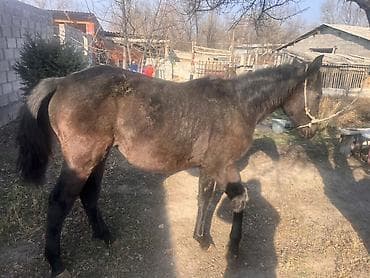 Иттер: Сатам | Байтал | Жумушка | Жасалма жол менен боозутуу — 4