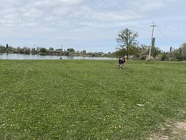 сдаю учкун: Для сельского хозяйства, Электричество — 1