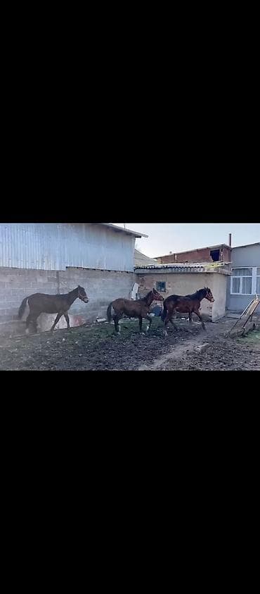 форель кара балта: Продаю | Жеребец, Жеребенок | Кара Жорго | Для разведения — 2