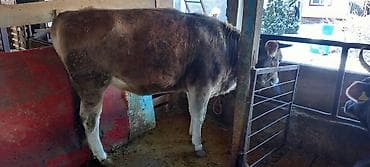 бельгийский бык: Продаю | Тёлка | На откорм | Привязанные — 3