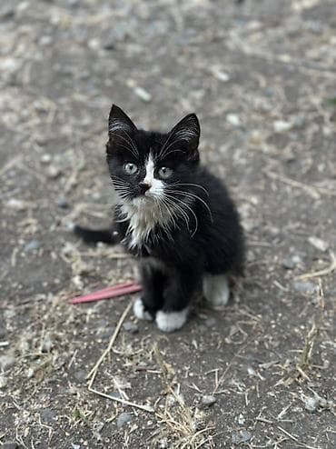 кошка ош: Беспородная, 2 месяца, Мальчик, Приучена к лотку — 2