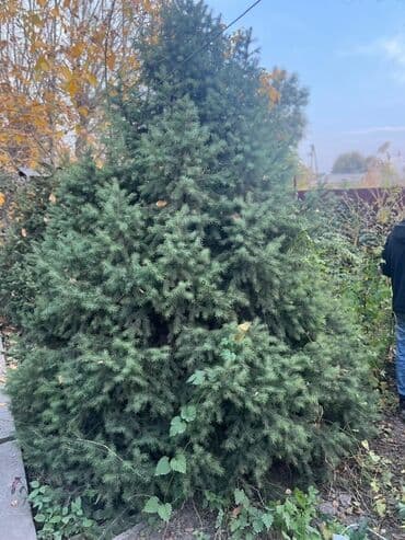 где купить саженцы гортензии в бишкеке: Көчөттөр дарактардын: Карагайлар, Өзү алып кетүү — 2