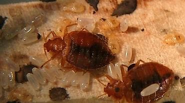 Другие услуги: Дезинфекция, дезинсекция, | Клопы, Блохи, Тараканы, | Транспорт, Офисы, Квартиры — 5