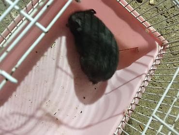 хомяк сирийский: Сирийские хомяки (мальчики). 3 шт. 6 мес им. Отдам по 150 сом — 2