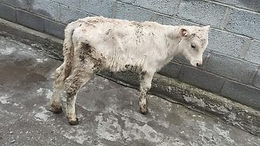 голштин парода: Продаю | Тёлка | На откорм | Искусственник — 2