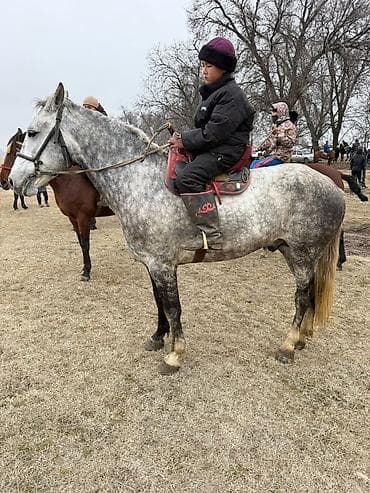 мастер грей: Продаю | Жеребец | Полукровка — 1