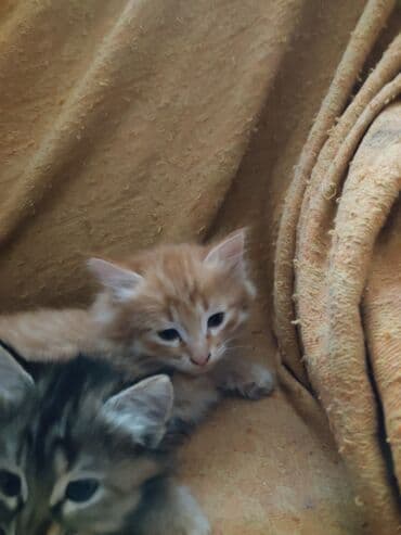 новорожденные котята: Котята домашние, пушистые, разного окраса: - дымчато-серые тигровые с — 5