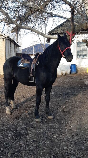 купить щенка породы хмонг: Продаю | Конь (самец) | Конный спорт — 2