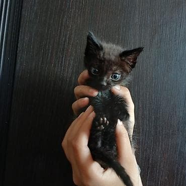 породистый кот: Котята, домашнего выращивания. - Порода: беспородные (домашние). - — 4