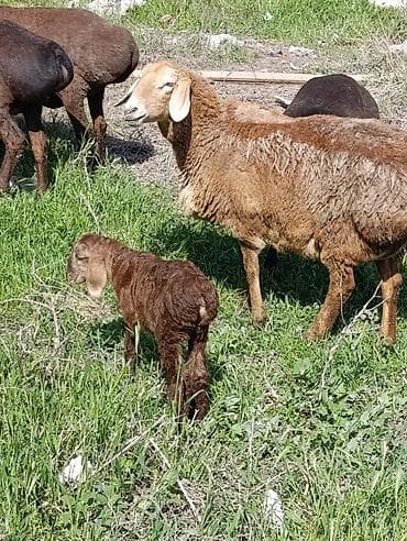 куплю мясо кролика: Продаю | Овца (самка) | Арашан | Для разведения | Котные — 7