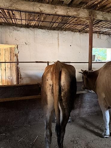 уй малочный: Продаю | Корова (самка) | Для молока | Привязанные — 8