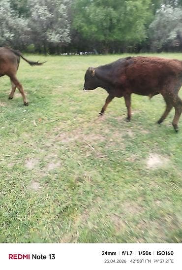 я ищу карова: Продаю | Бык (самец) — 4