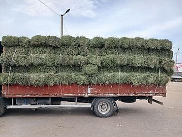 кукуруза батва: Беде клевер люцерно экспорсет с доставкой любой регион цена договорная — 1