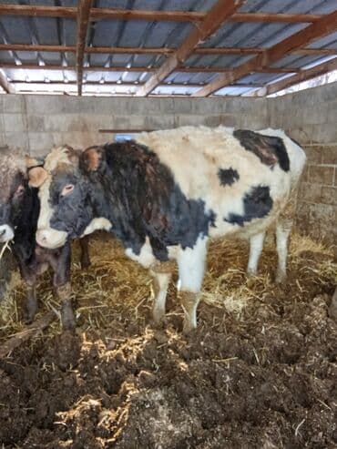 птица голубь: Продаю | Бык (самец) | Швицкая | На откорм | Племенные — 3