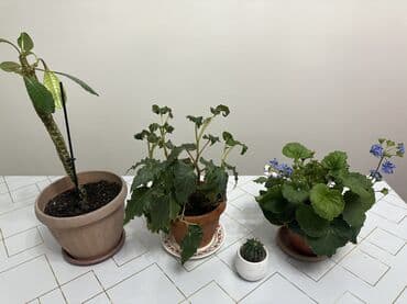 Лимоны: Бегония и примула отдам за 1000 сом
Кактус и молочай в подарок — 1