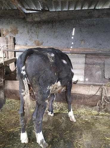 дойные коровы кара балта: Продаю | Бык (самец) | Голштин | На откорм | Искусственник — 1