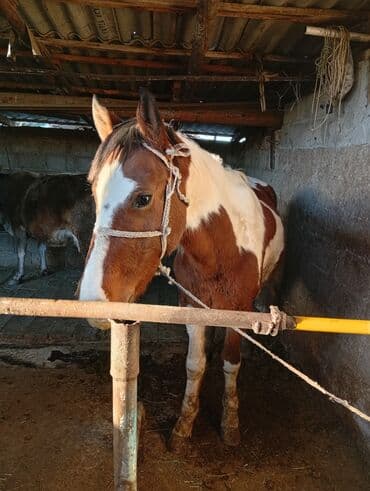 куда отдать собаку бишкек: Продаю | Конь (самец) | Рабочий — 7