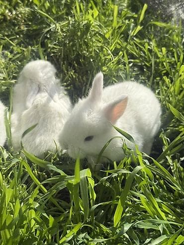 Кролики декоративные, молодые - Описание: ручные пушистые малыши с