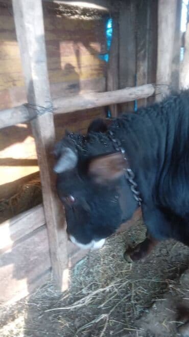 мейн кун бишкек питомник lyubushka купить котенка цена: Продаю | Бык (самец) — 5