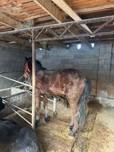 шнок пидбул: Продаю | Конь (самец), Жеребец | Рабочий — 2