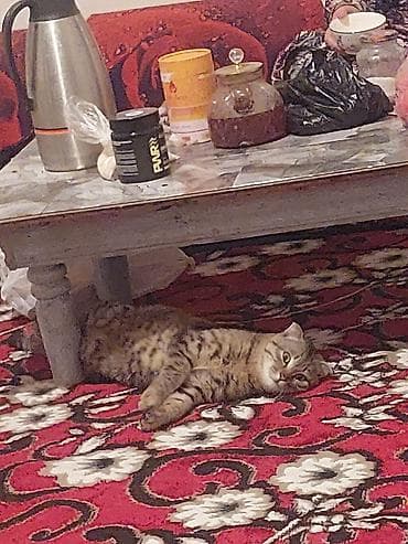 продаю животных: Домашний кот - Окрас: коричневый табби с ярко выраженными пятнами и — 2