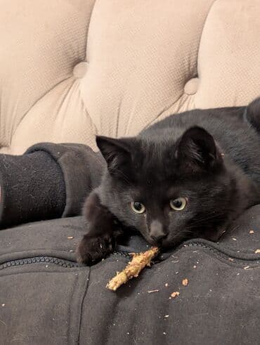 восточно европейская овчарка черная цена: Осталась одна чёрненькая кошечка — ищем спокойный дом/ферму Кошечке — 2