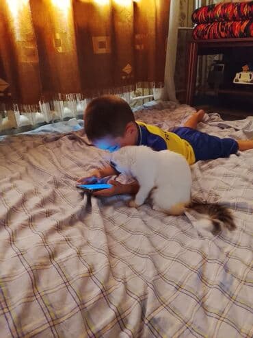 3 месяца, Девочка, Белый, Приучена к лотку at lalafo.kg 3 месяца, Девочка, Белый, Приучена к лотку