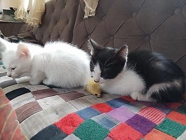 Котята — домашние, ласковые и игривые. На фото — два малыша: - Белый