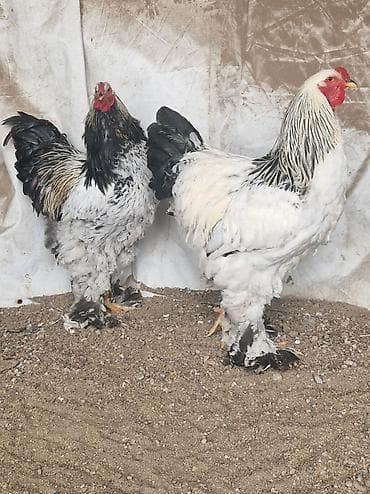 Үй жаныбарлары: Сатам | Короздор | Брама | Көбөйтүү үчүн — 1