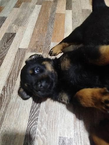ротве: 🐾Щенки породы ротвейлер.🐾 - Окрас: классический чёрный с чёткими — 4