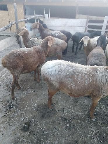 дом животных: Продаю | Овца (самка), Ягненок, Баран (самец) | Полукровка | На забой, Для разведения | Племенные, Котные, Матка — 6