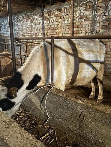 Продаю | Корова (самка) | Для молока | Привязанные at lalafo.kg Продаю | Корова (самка) | Для молока | Привязанные