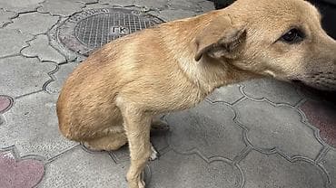 cane corso: Собака даром: Дворняжка, 4 месяца, Самец, С прививкой — 2
