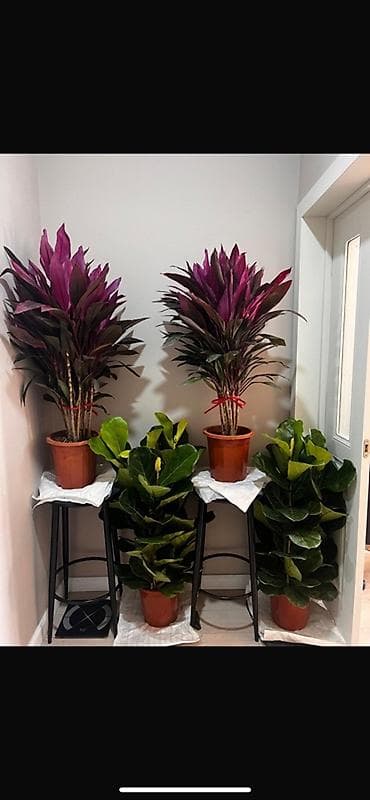 4000 сом 1 штук Комнатные растения в горшках - Фикус лирата (Ficus