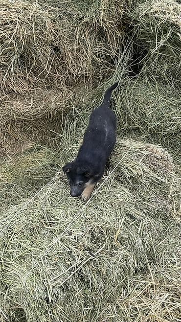 зоосалон "грумира" бишкек: Продается щенок овчарка 1,5 месяц Самка реальным клиентам уступка — 3