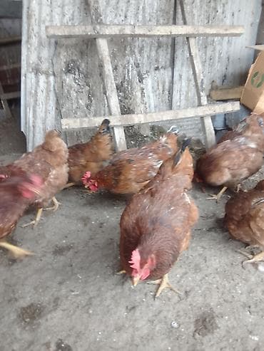 Баран, овца: Продаю | Куры | Несушки — 1