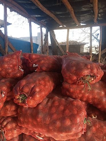 Соусы и специи: Лук Оптом — 1