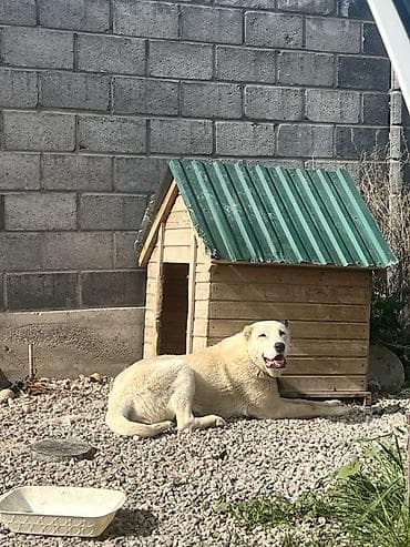 Продажа собак: Продается собака — 3