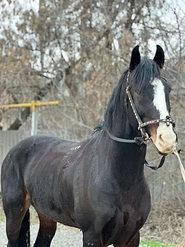 тай 1 5 жаш: Сатам | Жылкы (эркек) | Көбөйтүү үчүн, Ат спорту — 1
