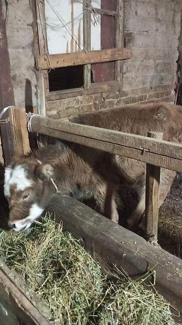 бигль собака: Продаю | Тёлка — 6