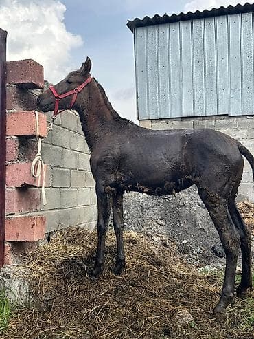 собаки алабай: Продаю | Жеребенок | Рабочий — 3