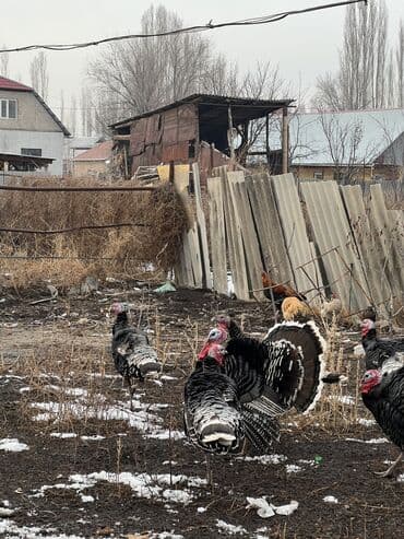 Зоотовары: Продаю | Индюк (самец) — 3