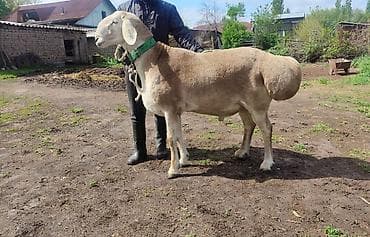 мака прес: Продаю | Баран (самец) | Арашан | Для разведения | Племенные, Осеменитель — 4