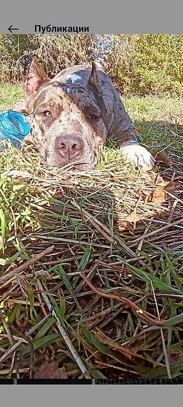 Отдам даром собаку: Американский питбультерьер (окрас мерль,отдам в хорошие руки - Уши — 2