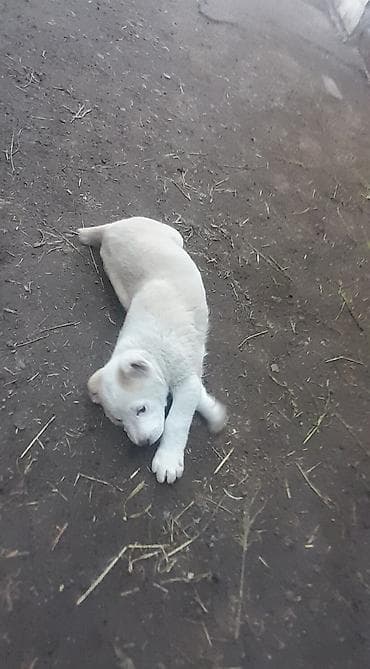 собаки малинуа: Алабай, 2 месяца, Самка, С прививкой — 3