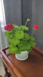 семена помидоры: 1) Перчик карликовый жгучий многолетний съедобный - 400с 2) Герань — 3