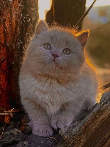 кошки породистые: Британская короткошёрстная, 2 месяца, Девочка, Лиловый — 3