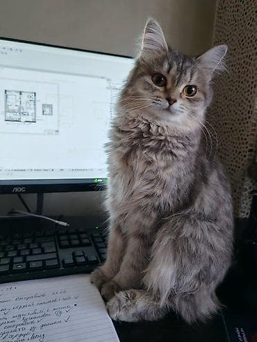 египетский кошка: Кошка даром: Беспородная, 6 месяцев, Девочка, Приучена к лотку — 3